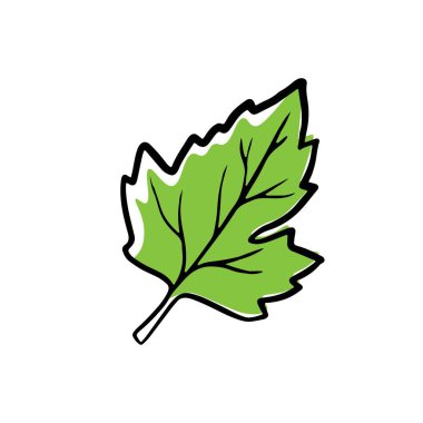 Beyaz arkaplanda yeşil yaprak