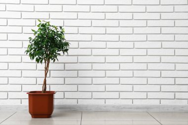 Ficus ağacı beyaz tuğla duvarın yanında.