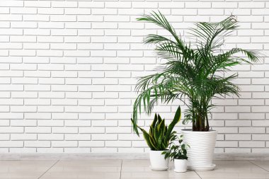 Beyaz tuğla duvarın yanında farklı saksı bitkileri var.