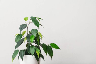 Işık duvarının yanında Ficus benjamina