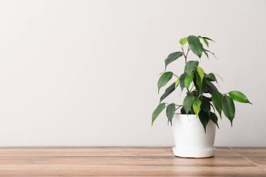 Işık duvarının yanındaki masada Ficus benjamina.