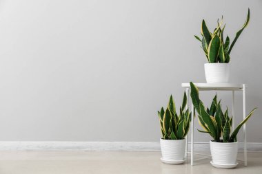 Işık duvarının yanında yılan bitkileri olan masa.