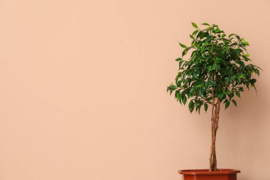Ficus ağacı bej duvarın yanında.