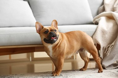 Evde tatlı bir Fransız bulldog 'u var.