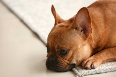 Evdeki halıya uzanmış şirin Fransız bulldog 'u, yakın plan.