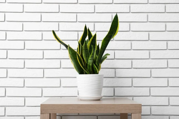 Snake Plant Table White Brick Wall — Stock Photo, Image
