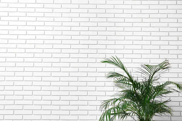 Big Palm Tree White Brick Wall — Stock Photo, Image
