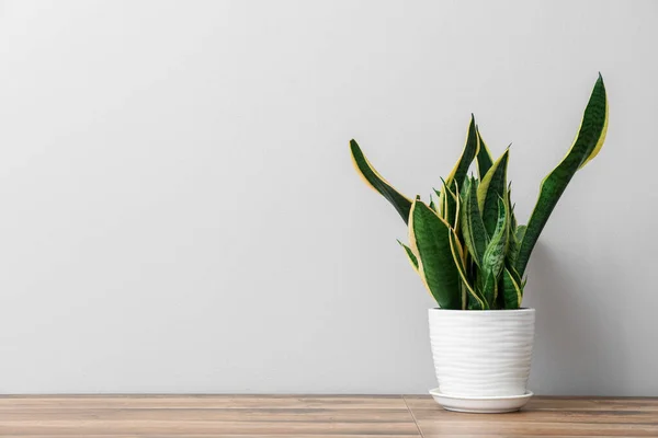 가벼운 덩굴식물 — 스톡 사진