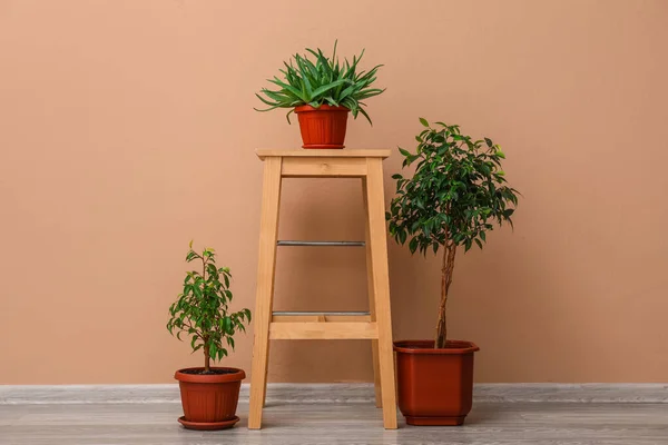 Holzhocker Mit Topfpflanzen Nahe Beiger Wand — Stockfoto