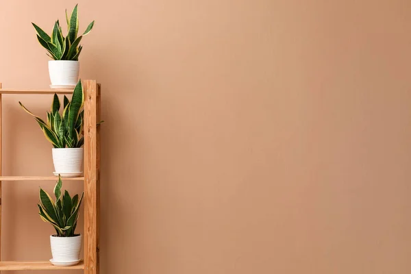 Regal Mit Schlangenpflanzen Nahe Beiger Wand — Stockfoto