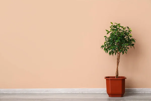 Дерево Фікуса Біля Бежевої Стіни — стокове фото