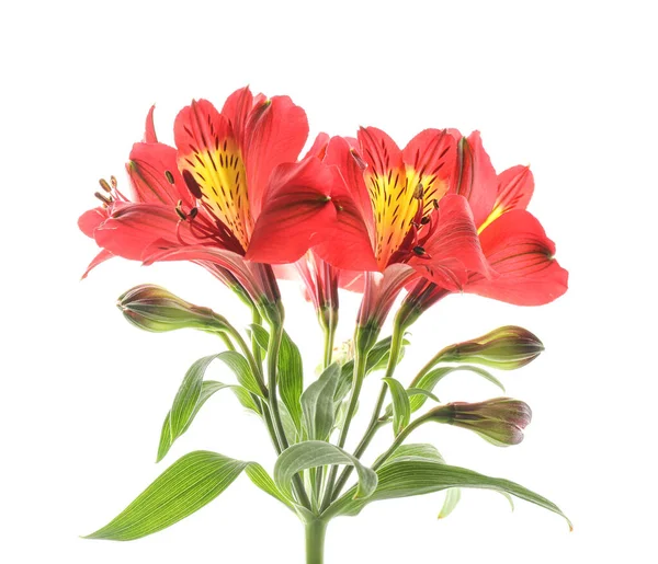 바탕에 빨간색 Alstroemeria — 스톡 사진