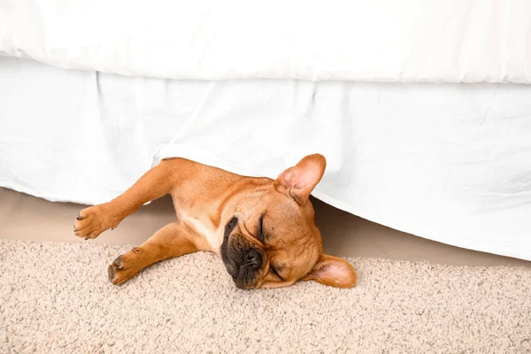 stock image Cute French bulldog lying under bed