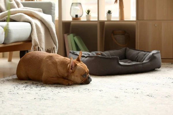 Anjing Bulldog Perancis Yang Lucu Terbaring Karpet Rumah — Stok Foto