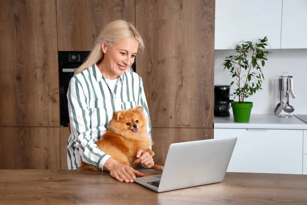 Mature Woman Pomeranian Dog Laptop Kitchen — Stock Photo, Image