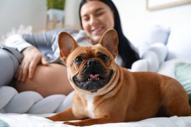Genç hamile kadın ve Fransız bulldog yatak odasında, yakın plan