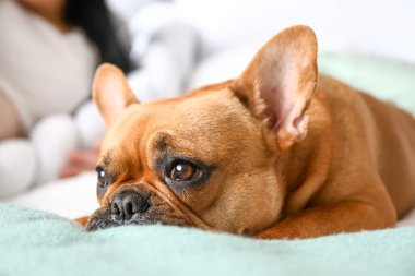 Yatak odasında yatan sevimli Fransız bulldog 'u, yakın plan.
