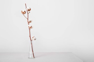 Beyaz duvarın yanındaki masada cam vazoda pamuk filizi.