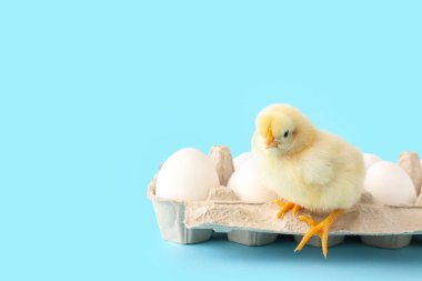 Mavi arka planda yumurtaları olan tatlı bir piliç.