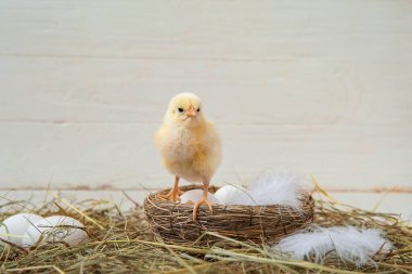 Beyaz arka planda küçük, şirin bir civciv ve yumurta yuvası.