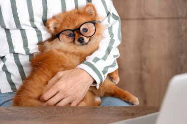 Olgun kadın ve evde gözlüklü komik Pomeranya köpeği, yakın plan.