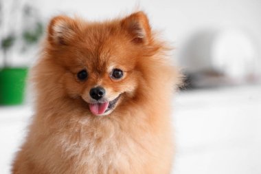 Mutfakta şirin Pomeranya köpeği, yakın plan.