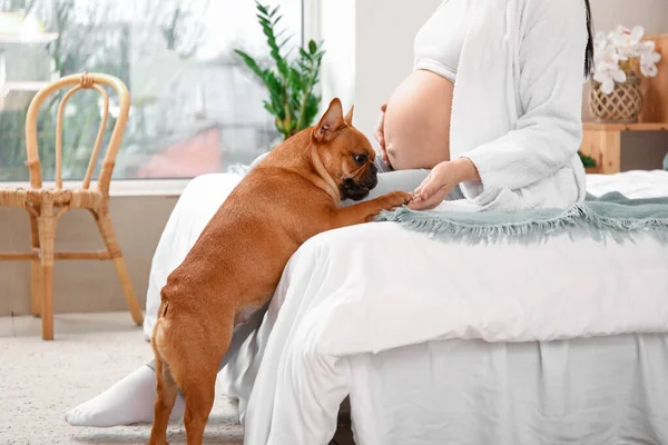 Mujer Embarazada Joven Con Bulldog Francés Dormitorio — Foto de Stock