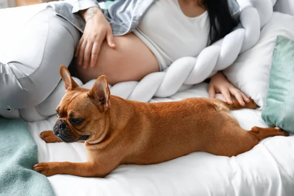 Jonge Zwangere Vrouw Met Franse Bulldog Slaapkamer — Stockfoto