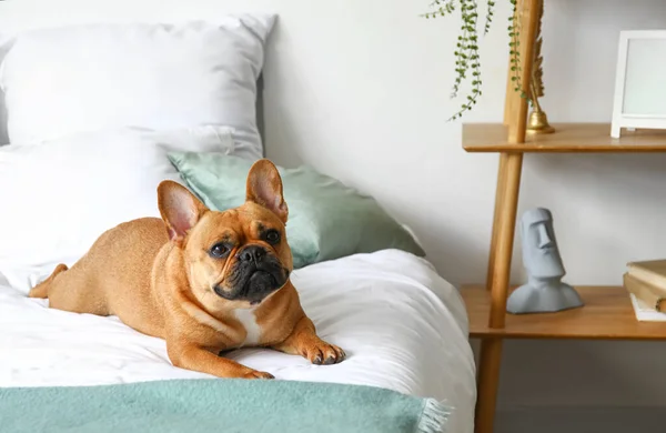 Cute French Bulldog Lying Bed Home — Stock Photo, Image