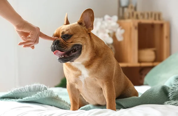 Cute French Bulldog Owner Bedroom — Stock Photo, Image