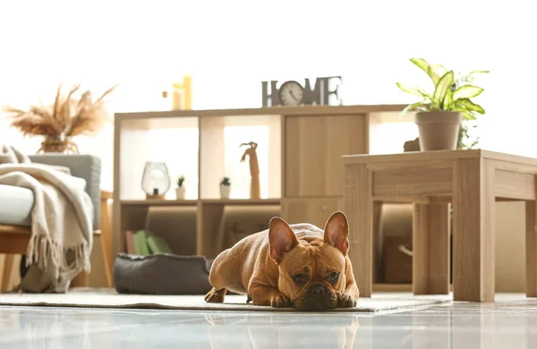 Cute French Bulldog Lying Carpet Home — Stock Photo, Image