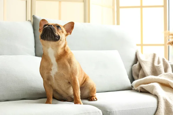 Anjing Bulldog Perancis Yang Lucu Duduk Sofa Rumah — Stok Foto