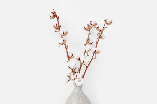 Váza Bavlny Sprigs Bílém Pozadí — Stock fotografie