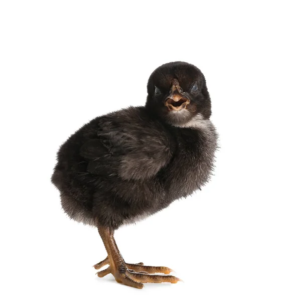 Cute Little Chick White Background — Stock Photo, Image