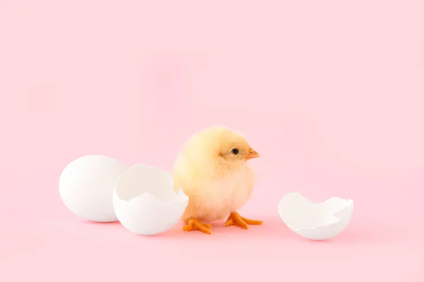 Niedliche Kleine Küken Mit Eierschale Auf Rosa Hintergrund — Stockfoto