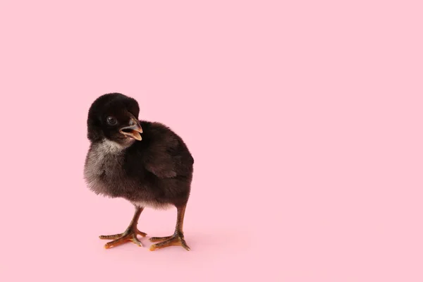 Cute Little Chick Różowym Tle — Zdjęcie stockowe