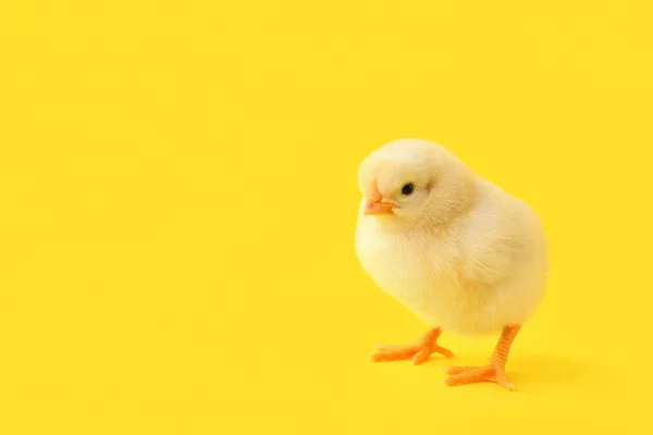 Cute Little Chick Yellow Background — Stock Photo, Image