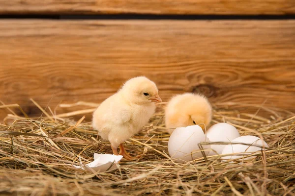 巢与可爱的小鸡和蛋壳木制背景 — 图库照片