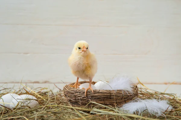 Hnízdo Roztomilé Malé Kuřátko Vejce Bílém Pozadí — Stock fotografie