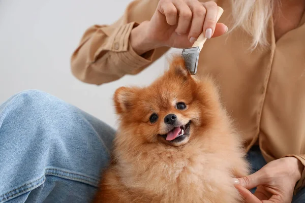 Mature Woman Brushing Pomeranian Dog Kitchen Closeup — Stock Photo, Image