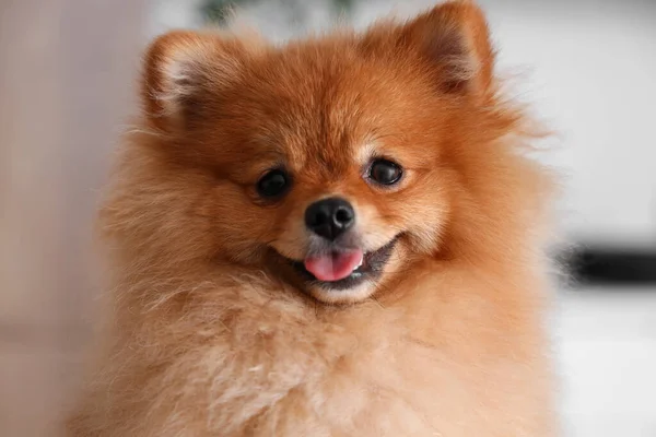Aranyos Pomeranian Kutya Konyhában Közelről — Stock Fotó