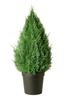 Beyaz arkaplanda suni bitki