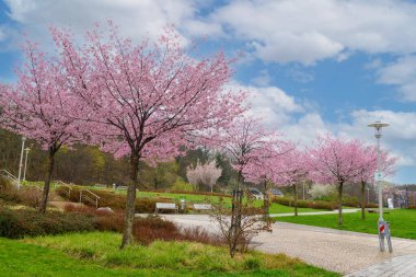 Bankları ve çiçek açan ağaçları olan şehir parkı manzarası