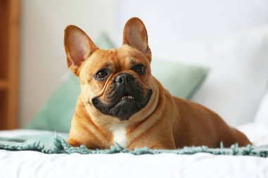 Şirin Fransız bulldog evde yatakta uzanıyor, yakın plan.