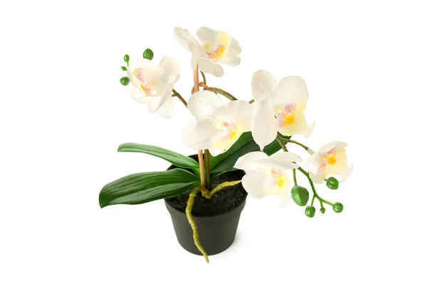 白の背景に人工の蘭の花 — ストック写真