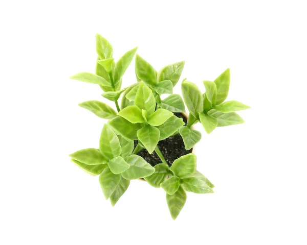 Künstliche Pflanze Auf Weißem Hintergrund — Stockfoto