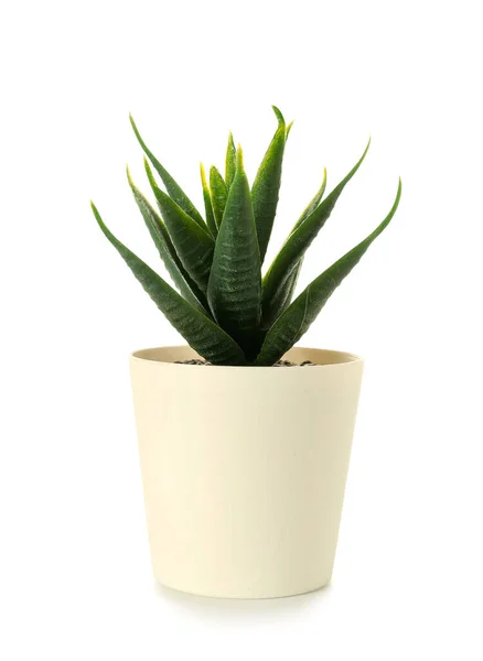 Aloe Artificiale Sfondo Bianco — Foto Stock