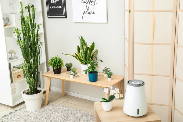 Moderne Luftbefeuchter Auf Tisch Und Zimmerpflanzen Wohnzimmer — Stockfoto