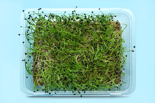 Plastic Container Fresh Micro Green Blue Background — Stock Photo, Image