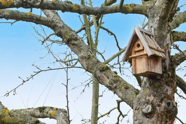 Árbol Con Casa Aves Aire Libre —  Fotos de Stock